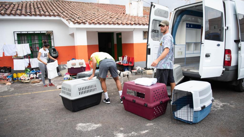 An image of the shelter where lost and abandoned dogs are housed.