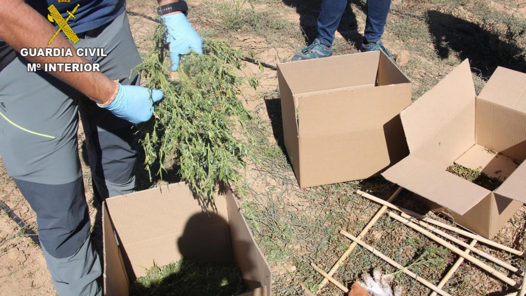 Muestreo de plantas para analizar su composición de THC