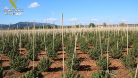 12.000 plantas de marihuana en una finca de Sonseca (Toledo)