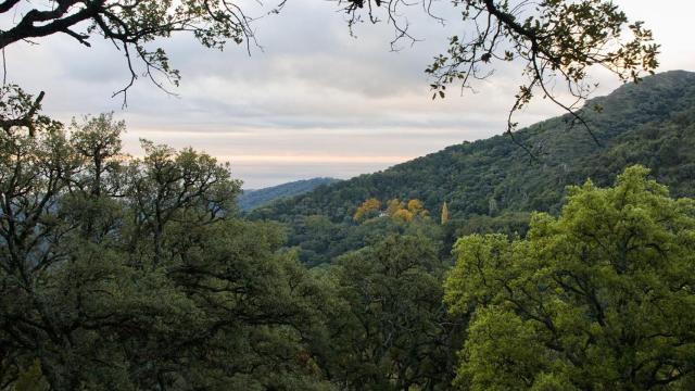 Una imagen del Monte del Duque, en Casares, donde se halla la finca.