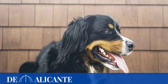 fondo a pesar de Apoyarse 6 hoteles caninos y otras opciones en Alicante para dejar a tu perro en las  mejores manos