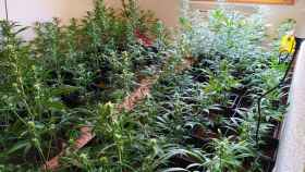 Una plantación de marihuana