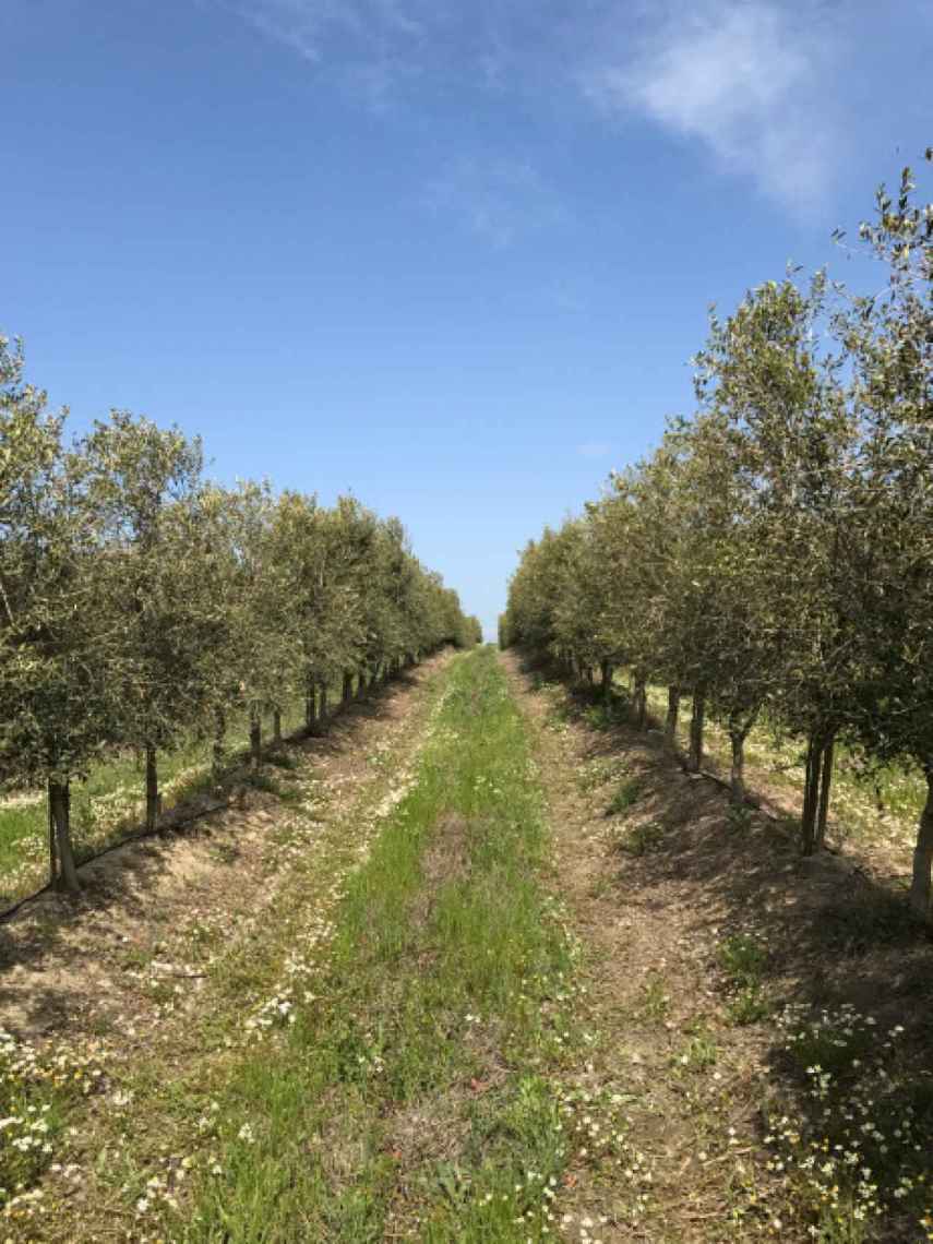 The Delgado family owns about 70 hectares with olive trees that produce Arbequina or Picual olives.