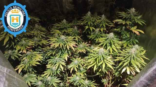 Marihuana incautada en el interior de un armario de cultivo