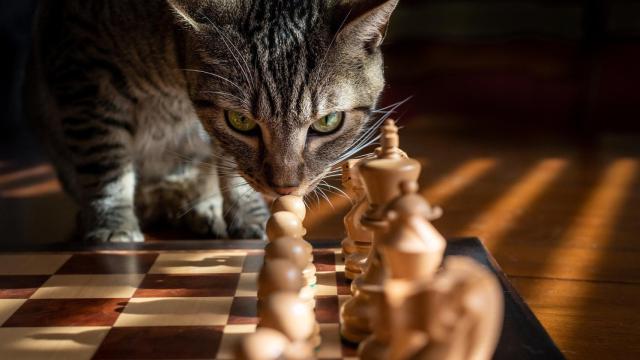 Los errores más comunes al regañar a un gato