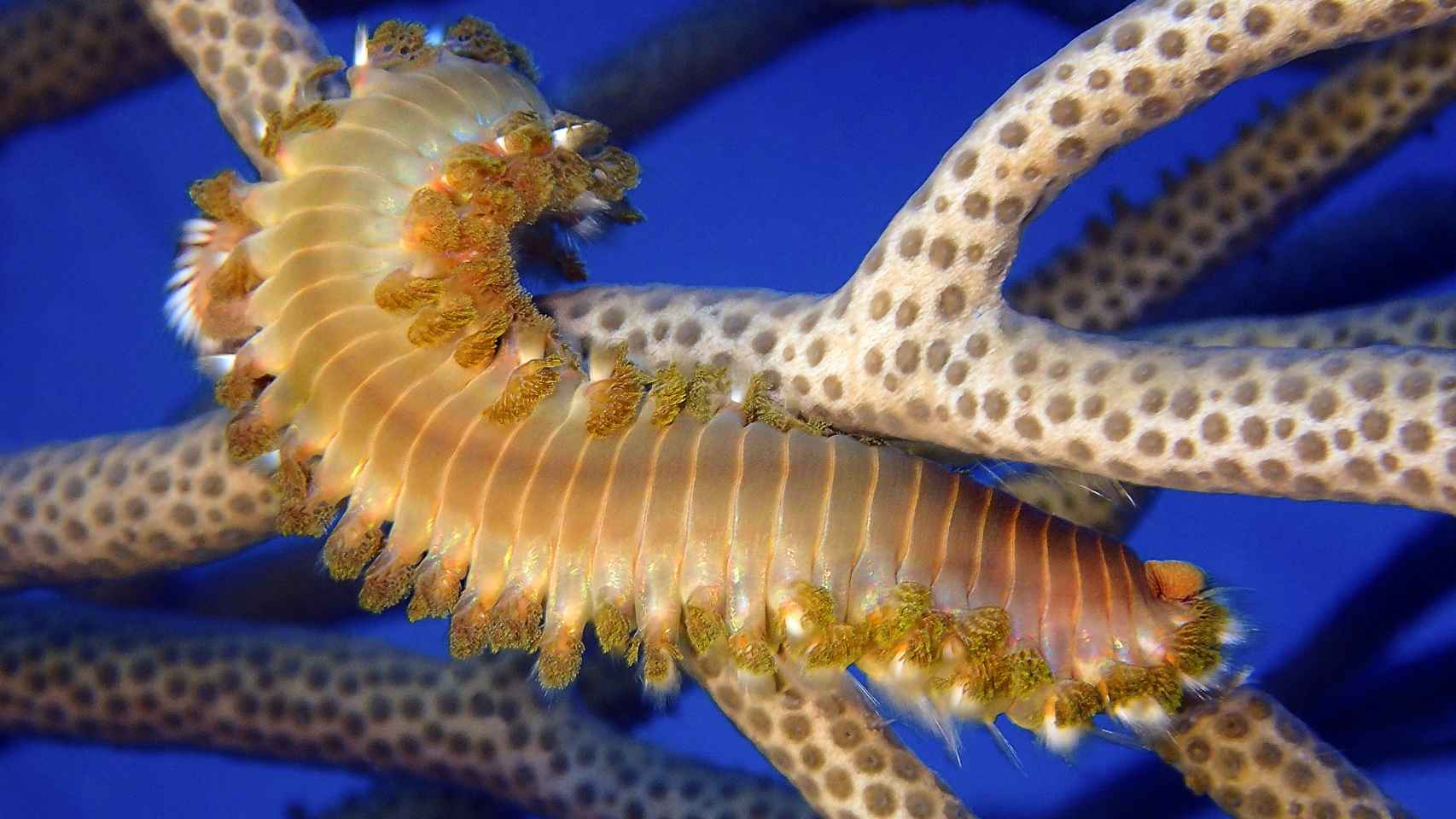 La fotógrafa del mar y sus asombrosas imágenes de gusanos