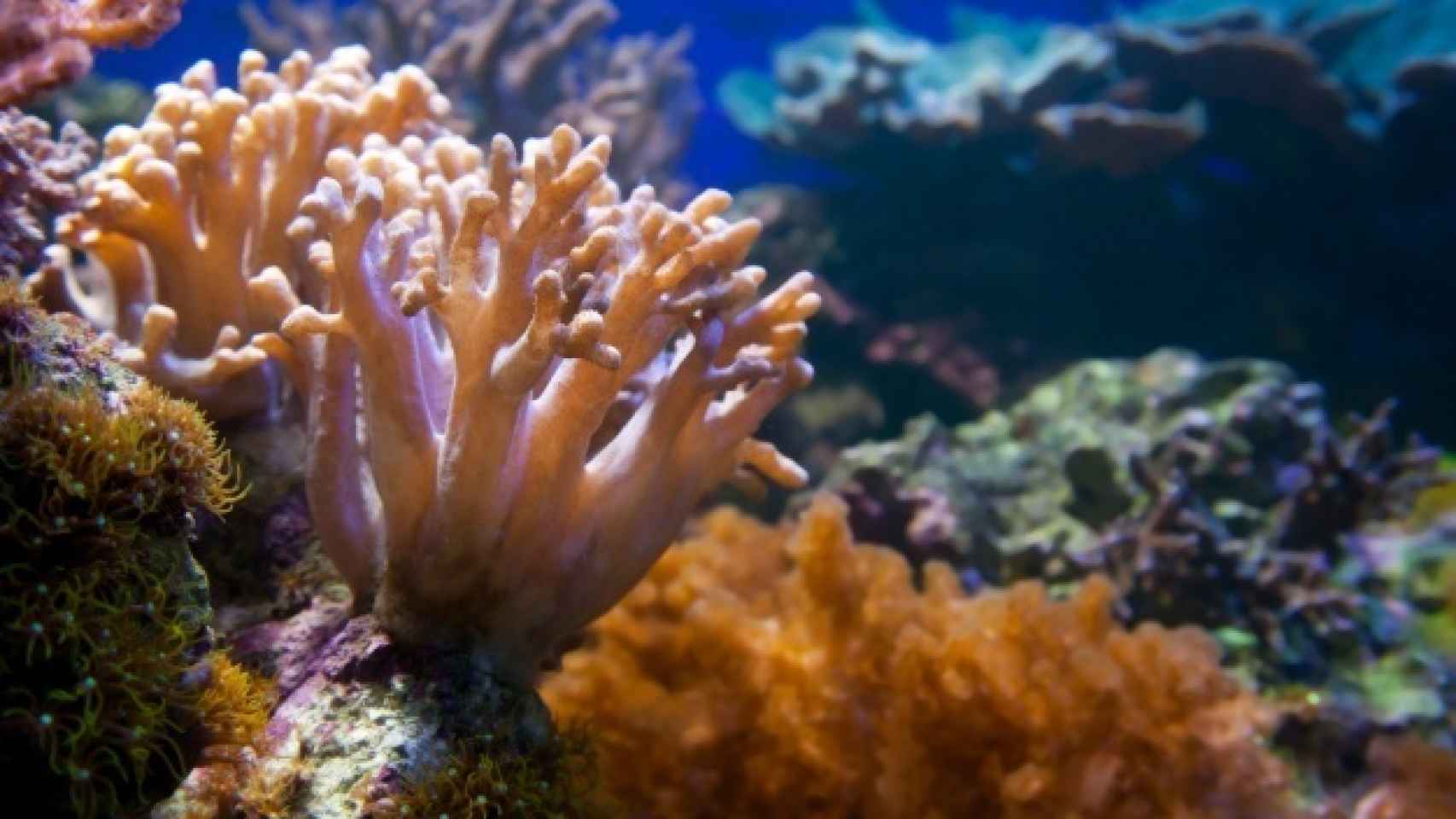 Los arrecifes de corales son una de las especies más dañadas por la invasión de residuos cosméticos en el mar