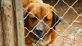 Esta organización sin ánimo de lucro lucha por defender los derechos de los animales.