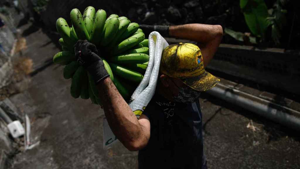 Agricultor recogiendo una piña de plátanos entre la ceniza