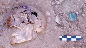 El equipo de José Luis Ménedez interpreta el nuevo hallazgo de las monedas encontradas en las tumbas del yacimiento de la Pobla d'Ifach.