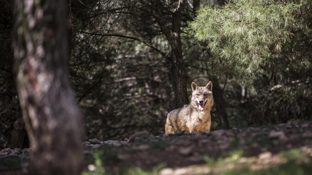 Los ganaderos podrían no recibir indemnización por ataques de lobos al ser  especie protegida