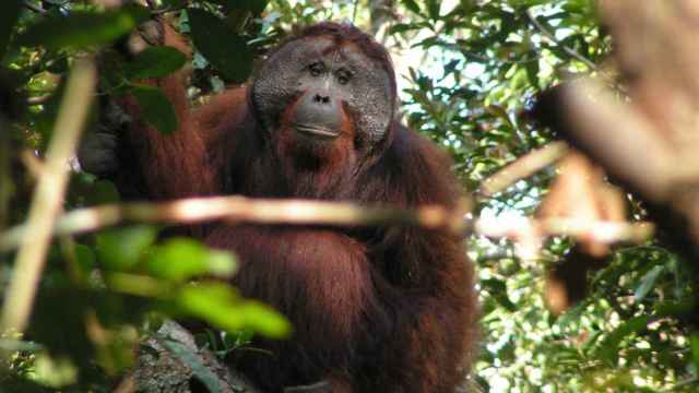 Fotografía de un orangután en Indonesia.