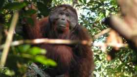 Fotografía de un orangután en Indonesia.