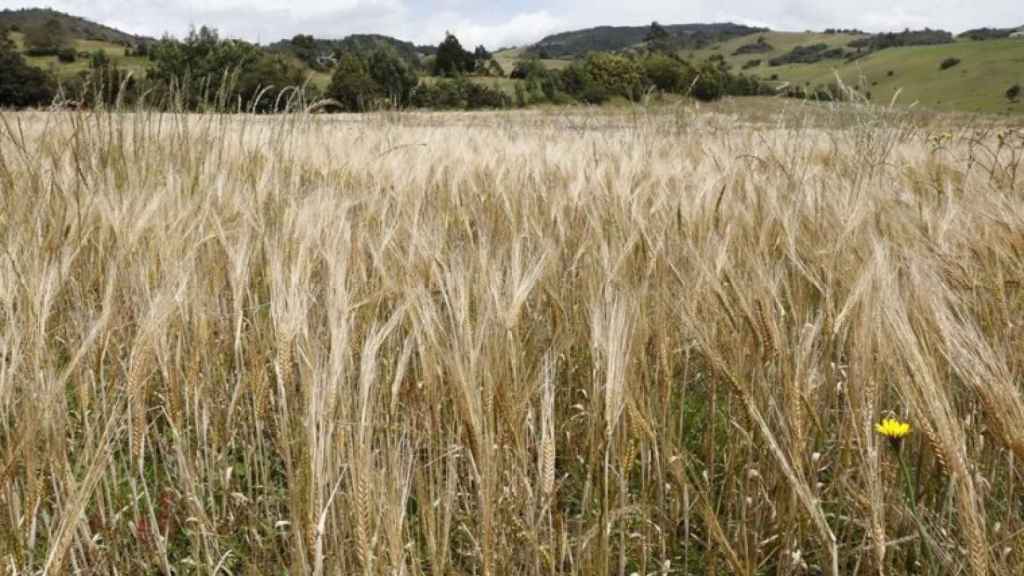 Un campo de trigo.