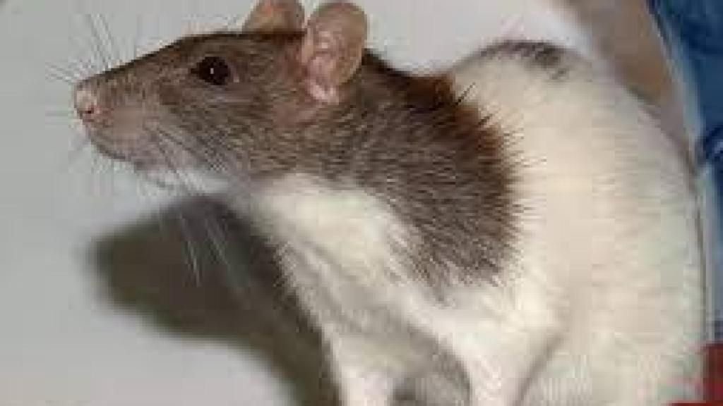 Rata