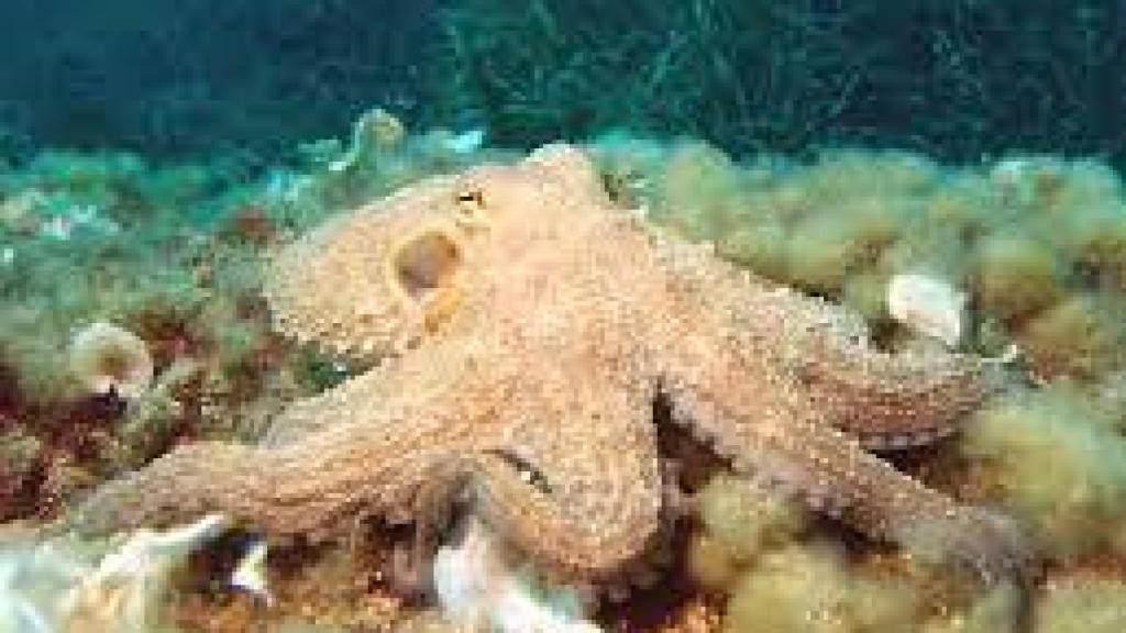 Pulpo
