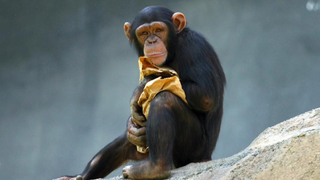 Chimpancé