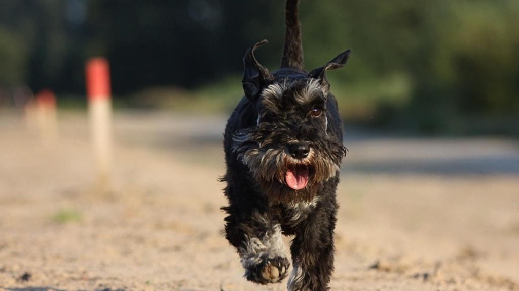 Perro