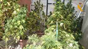 Plantación de cannabis sativa aprehendida por la Guardia Civil en Hellín (Albacete)
