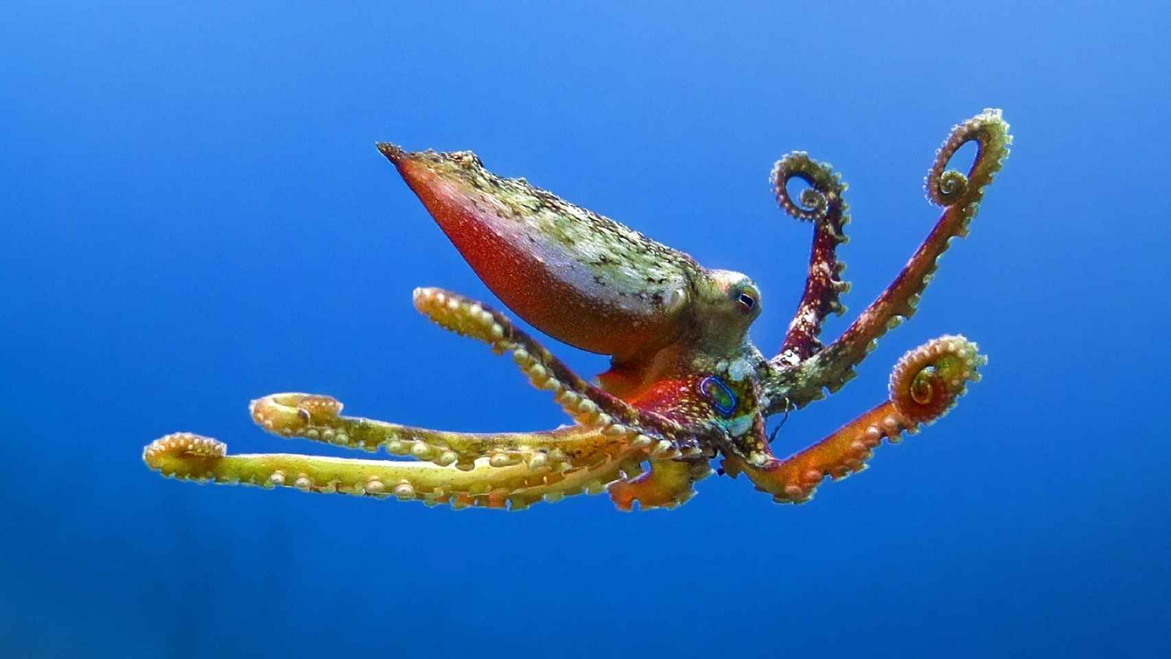 La fotógrafa del mar y sus asombrosas imágenes de moluscos. Montse Andrade