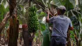 Personas trabajando en una plantación de plátanos.