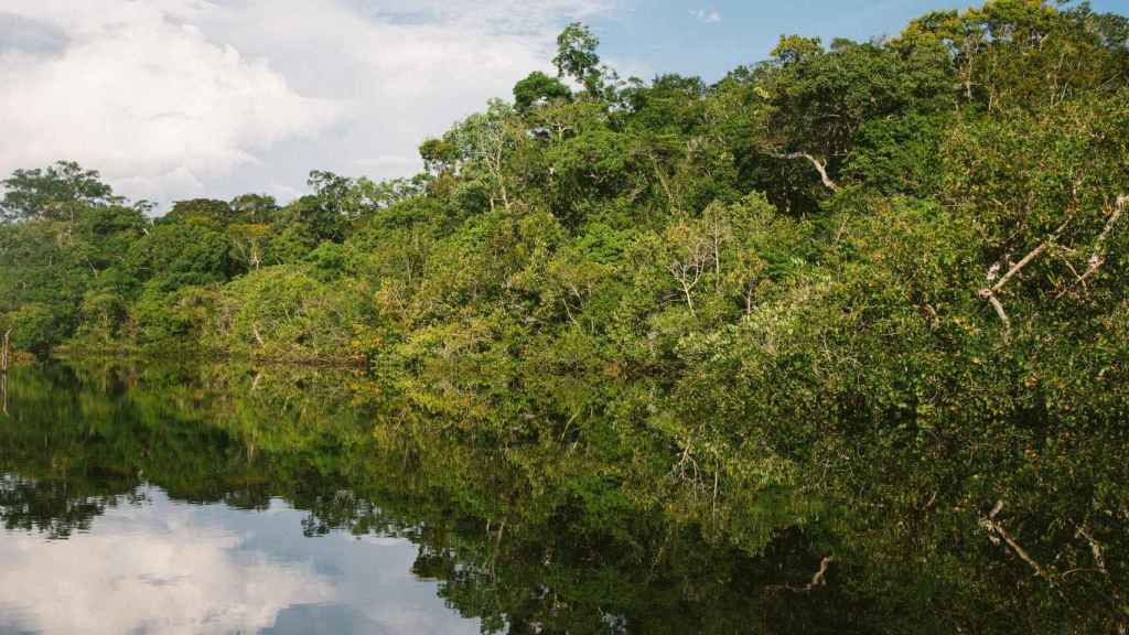 Imagen de archivo de una jungla amazónica en Brasil