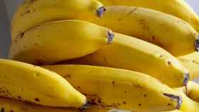 Racimo de plátanos de Canarias.
