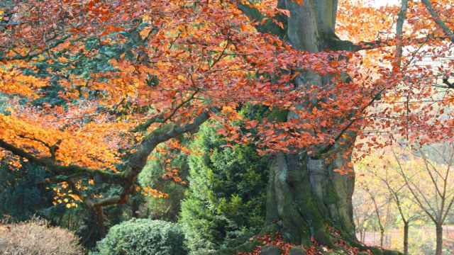 Los árboles más bonitos del otoño en España