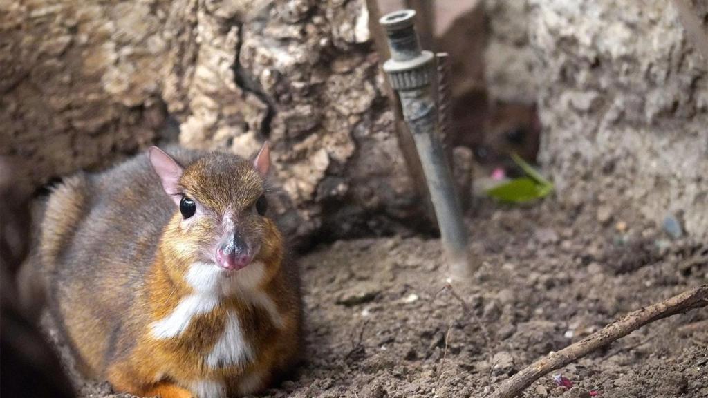 El ciervo ratón en Bioparc Fuengirola.