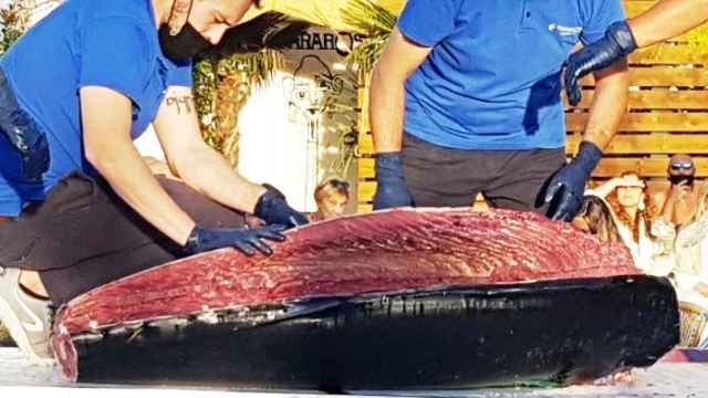 Ronqueo del atún en Valladolid