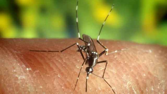 Mosquito Anopheles quadrimaculatus, portador del virus del Nilo.