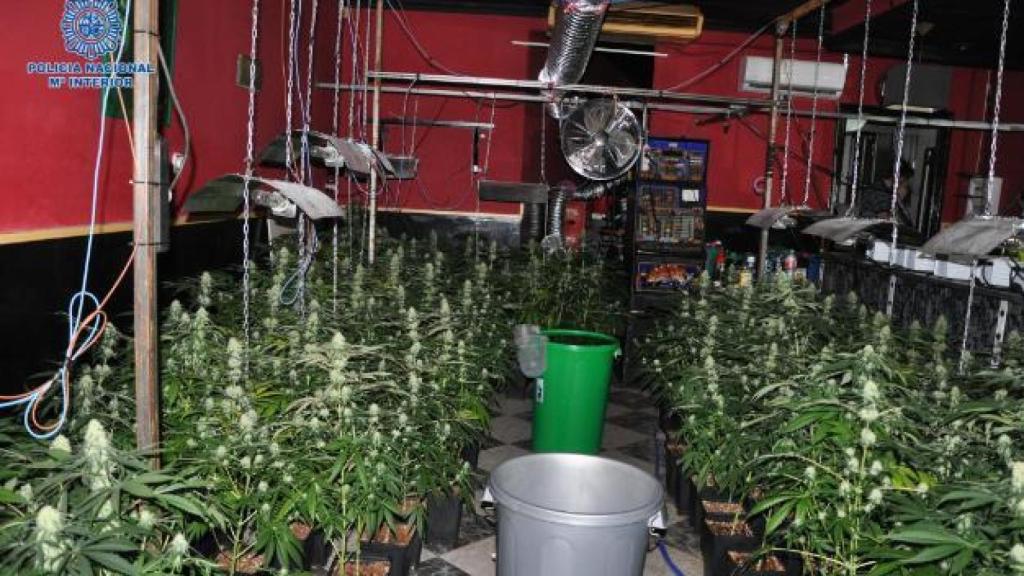 Uno de los cultivos de marihuana desmantelados en Puertollano.
