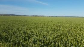 Tierra de regadío en Zamora