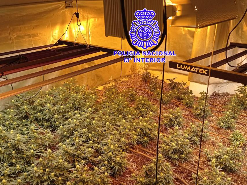 Imagen de las plantas de marihuana