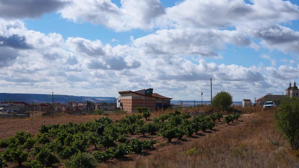 Viñas en Cigales. Fotografía: ICAL