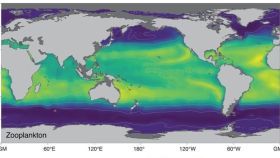 Mapa del movimiento de especies en los océanos.