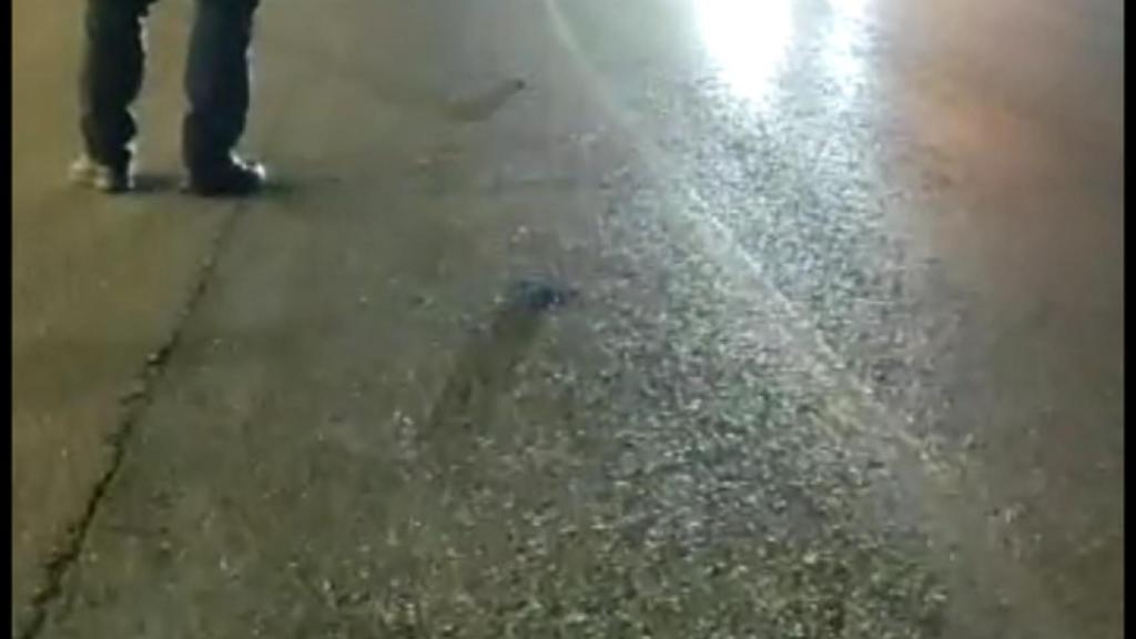 El control que realizó la Policía Local en Casabermeja (Málaga).
