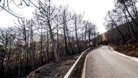 Una de las carreteras afectadas por el incendio de Sierra Bermeja.