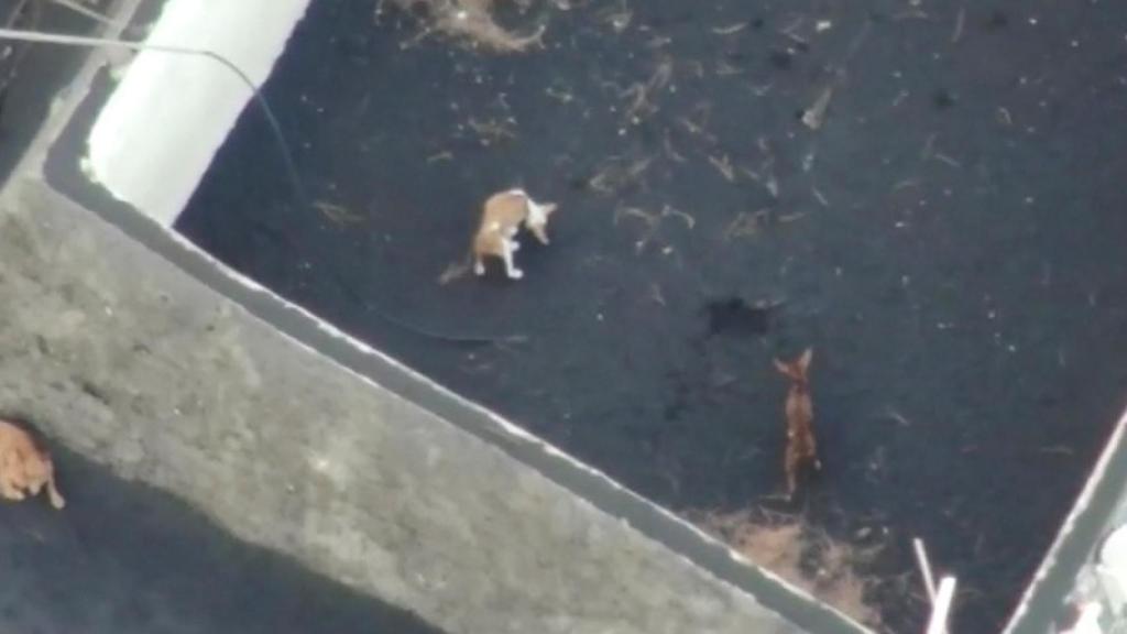 Perros atrapados por la colada en La Palma