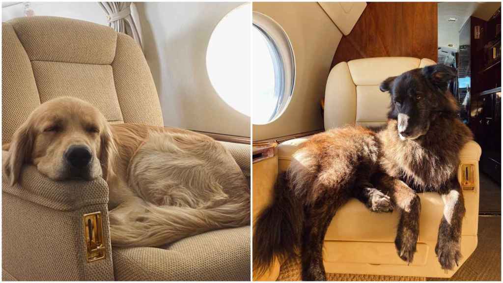 Los perros de Victoria y Cristina Iglesias en el jet privado de su padre.