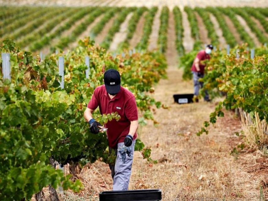 Vendimia manual en Bodegas Habla.