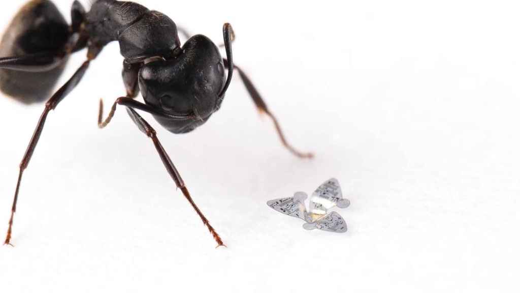 Microfliers al lado de una hormiga