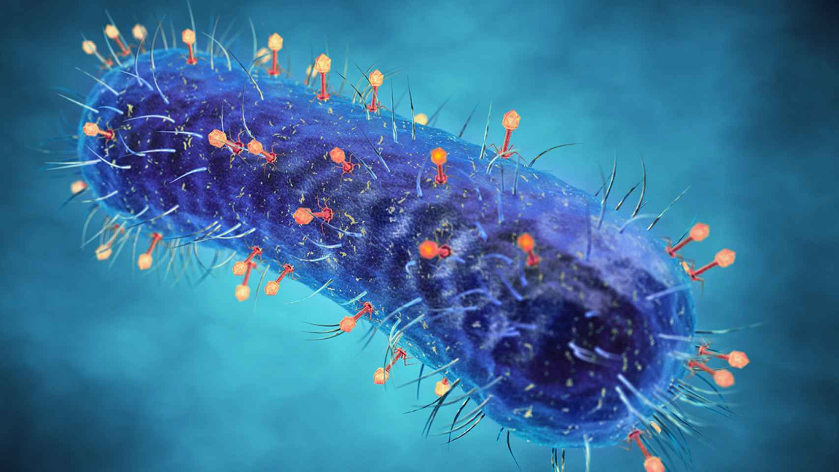 Bacteria 'coliphages', patentada por la empresa, que en presencia de colífagos, unos virus que infectan bacterias, se produce un cambio de color de la muestra de agua.