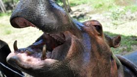 Hipopótamo que fue propiedad del extinto narcotraficante Pablo Escobar.