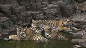 Tigres de Bengala en el Parque Nacional de Ranthambore (India) fotografiados por Andoni Canela.