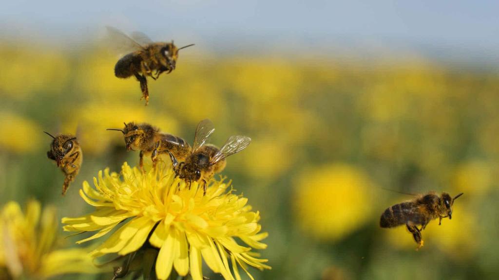 Abejas