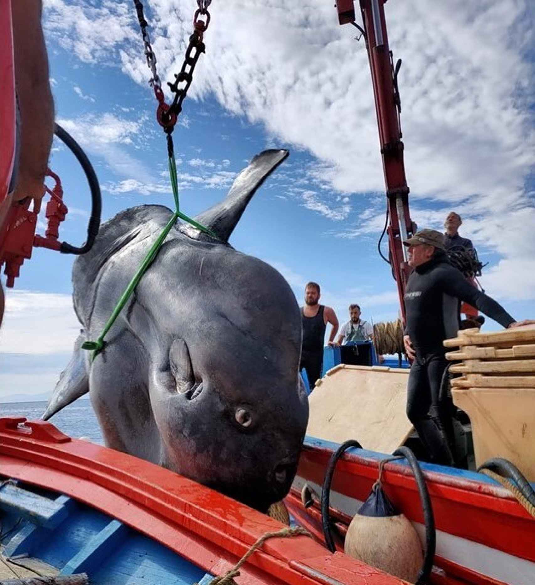 Secuencia de la operación para devolver al mar el histórico pez. A la derecha, el buzo Sergio Guzmán.