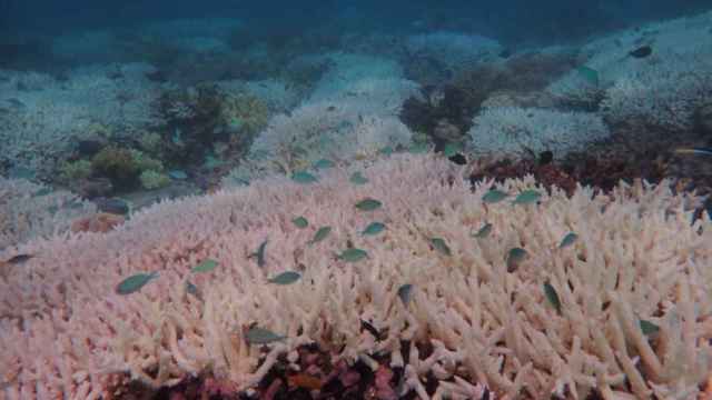 La Gran Barrera de Coral se blanqueó por última vez a principios de 2020.