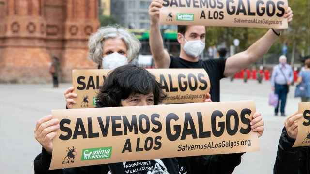 Los animalistas se reúnen en Alicante para protestar contra el abandono de galgos.