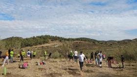 Arbolada de reforestación en Antequera (Málaga)